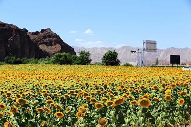 讲述车轮上的故事，《极限竞速：地平线5》任务线引人入胜